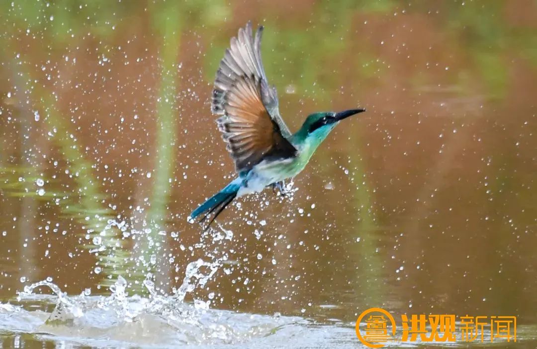 "中国最美小鸟"蓝喉蜂虎现身南昌