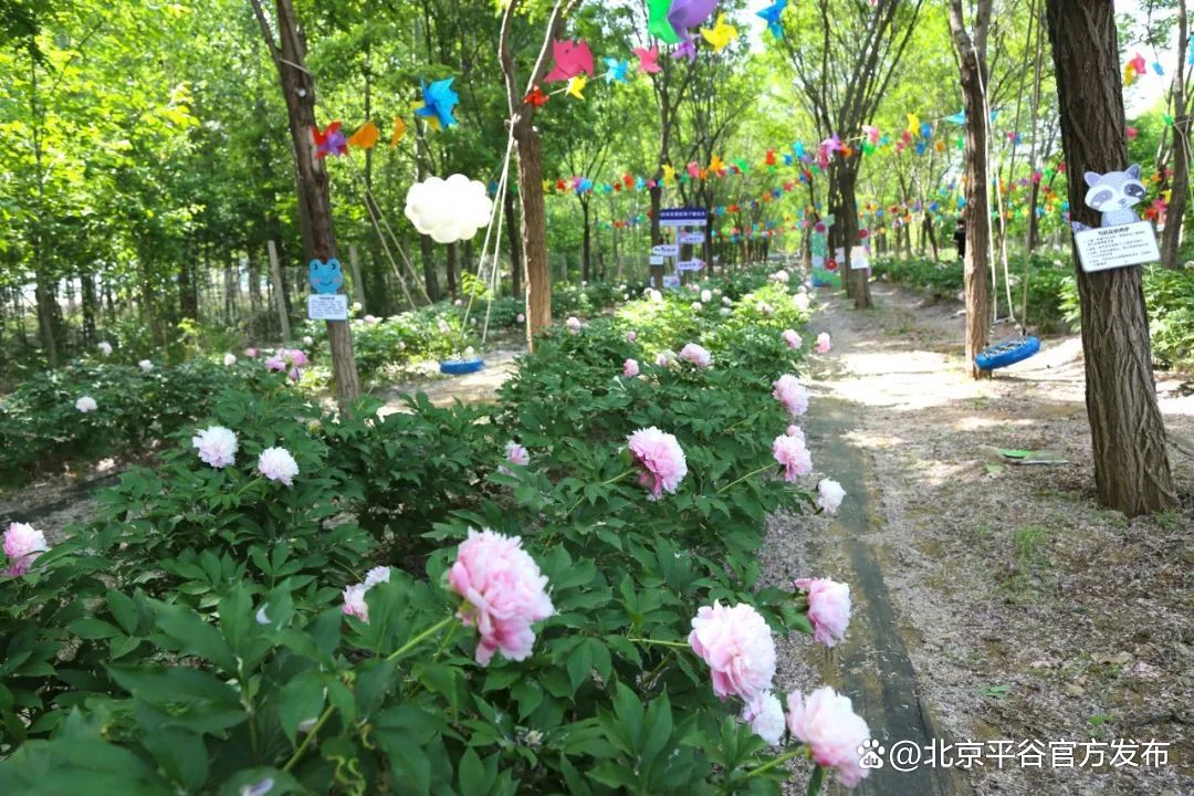 "林下芳华·芍药迎夏"前台头村第二届芍药文化季邀你来打卡