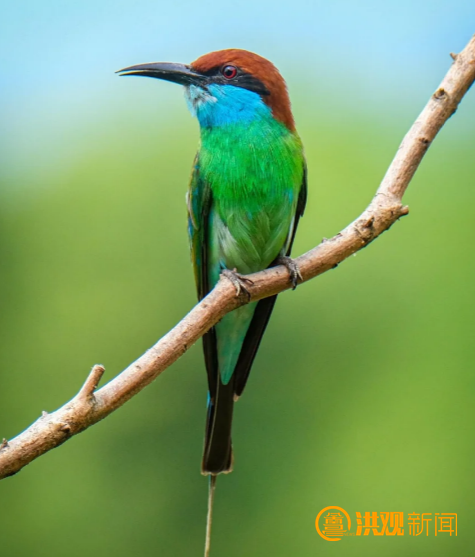 "中国最美小鸟"蓝喉蜂虎现身南昌