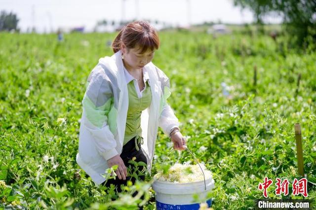 图为村民在淅川县厚坡镇马王港村金银花种植基地进行采摘。 邹雄 摄