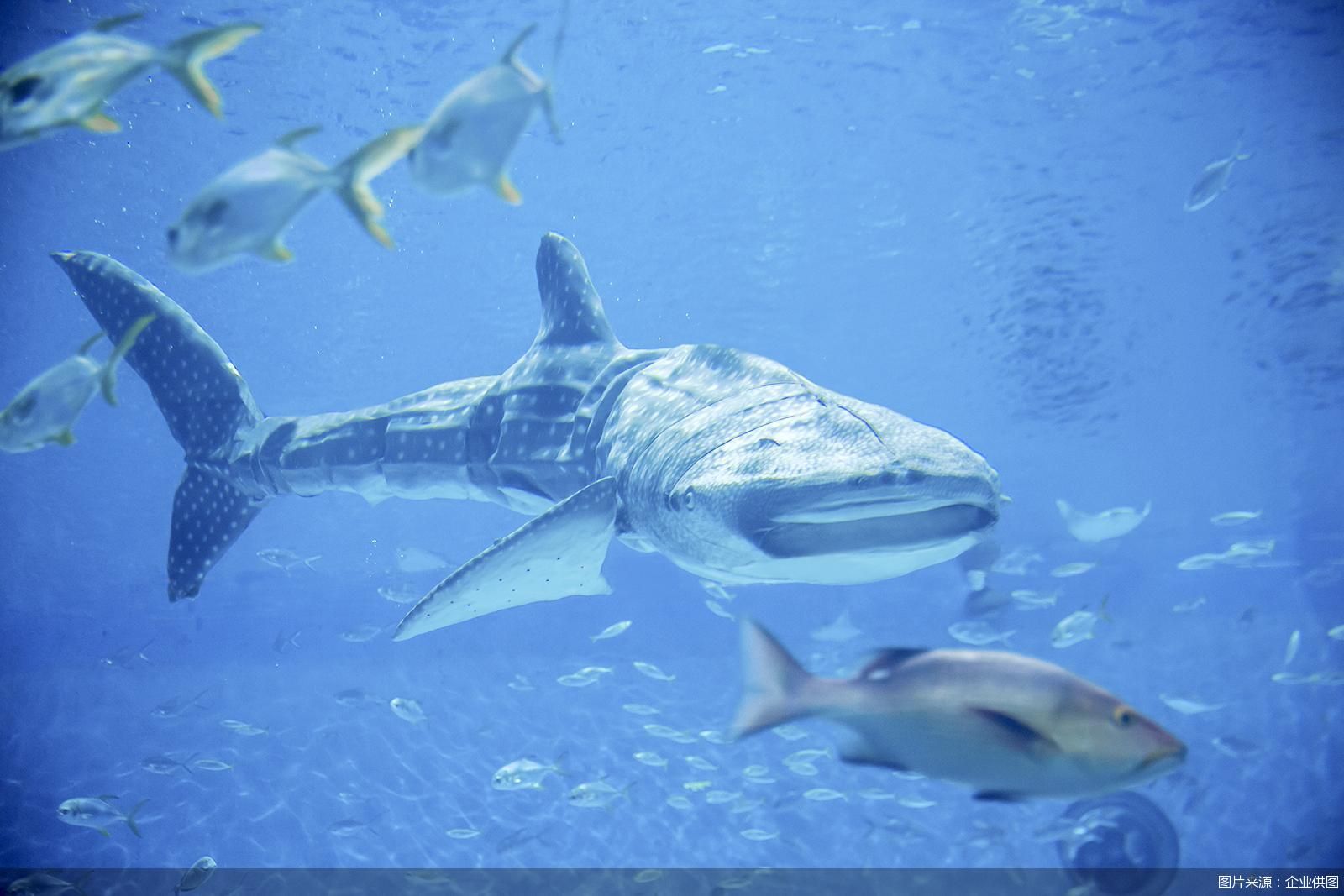 在拥有高度还原的外表之外,仿生鲸鲨还采用了多关节仿生推进技术,仿生