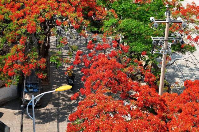 炎夏风光逐日新,红芳簇簇蝶飞频,一朵朵红色的"火凤凰"无论是与晨曦的