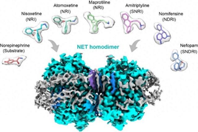 图1. 人源NET二聚体分别与底物和六种抗抑郁药物复合物的代表性结构 受访者供图