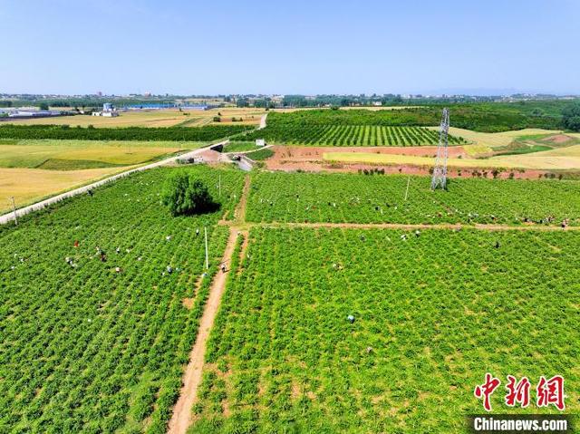 图为空中俯瞰淅川县厚坡镇马王港村金银花种植基地。(无人机照片) 邹雄 摄