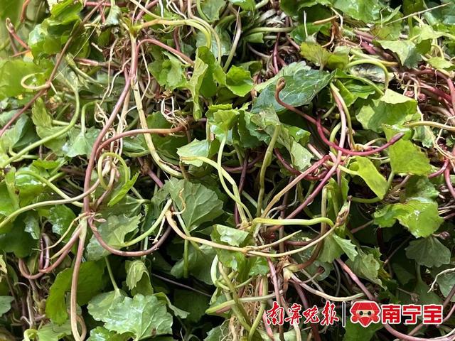 甘蔗 雷公根,这样的"甜甜水"你喝过吗?医生提醒