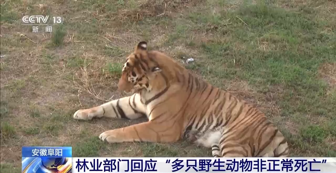 “动物园20只东北虎死亡”，阜阳林业部门通报涉事动物园情况
