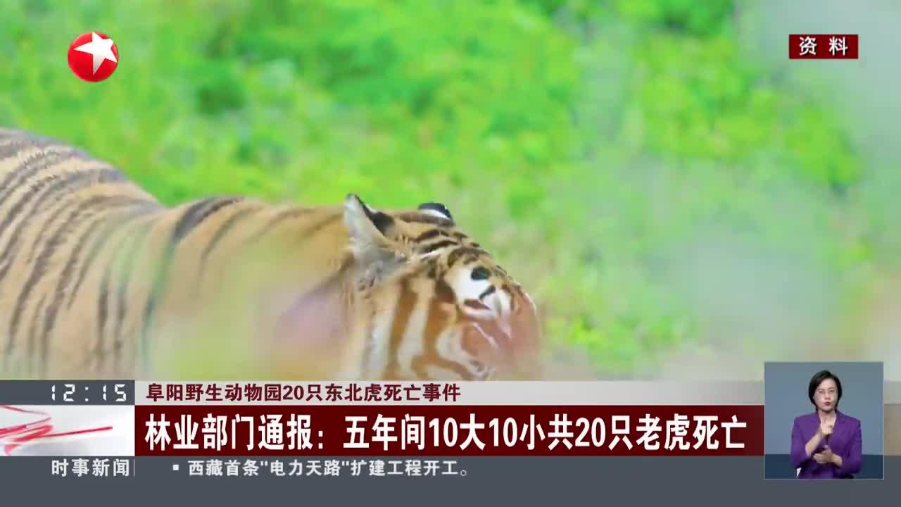 阜阳野生动物园20只东北虎死亡事件 林业部门通报 五年间10大10小共20