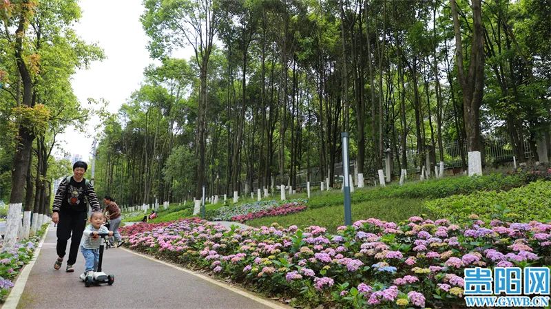 观赏绣球花的好去处!观山湖区"口袋公园"绣球园开园