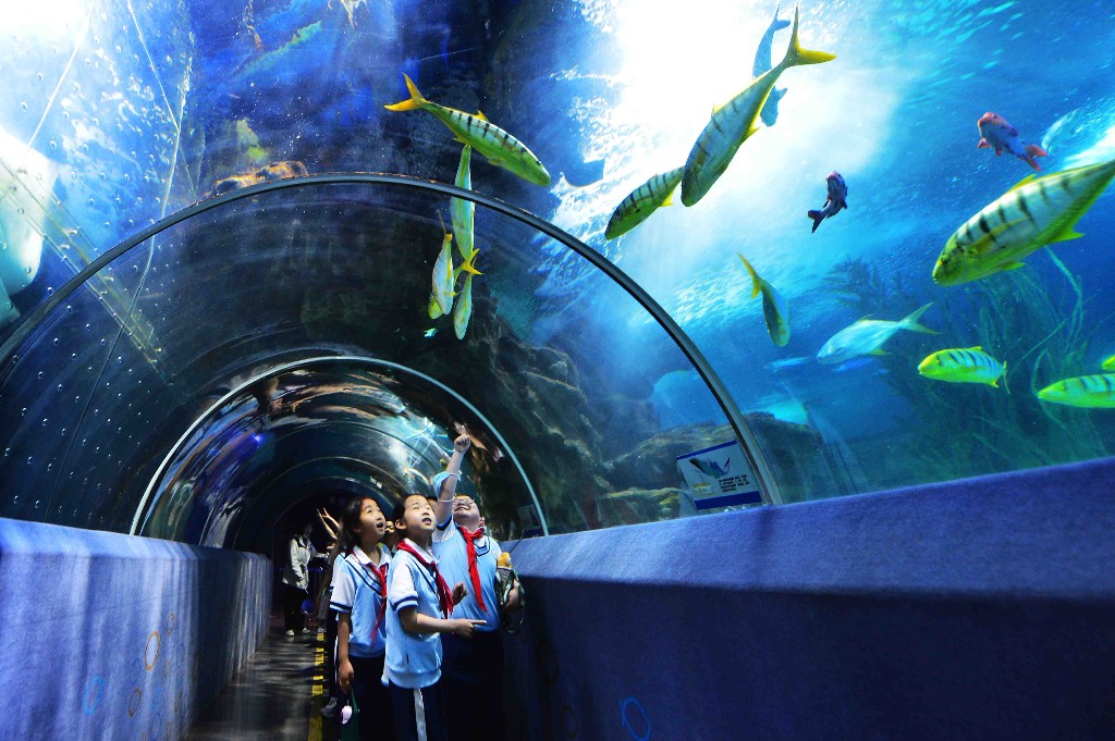 5月16日,山东省青岛市市北区嘉定路小学的学生研学青岛海底世界海洋