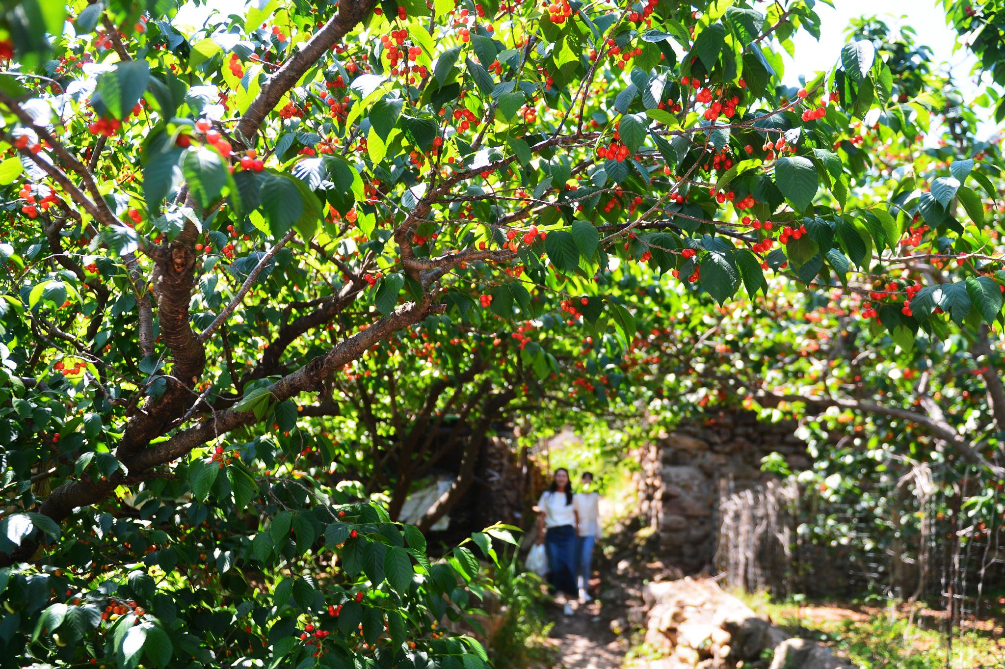 近日,在青岛市城阳区夏庄街道山色峪樱桃谷,游客在樱桃园内采摘游玩.
