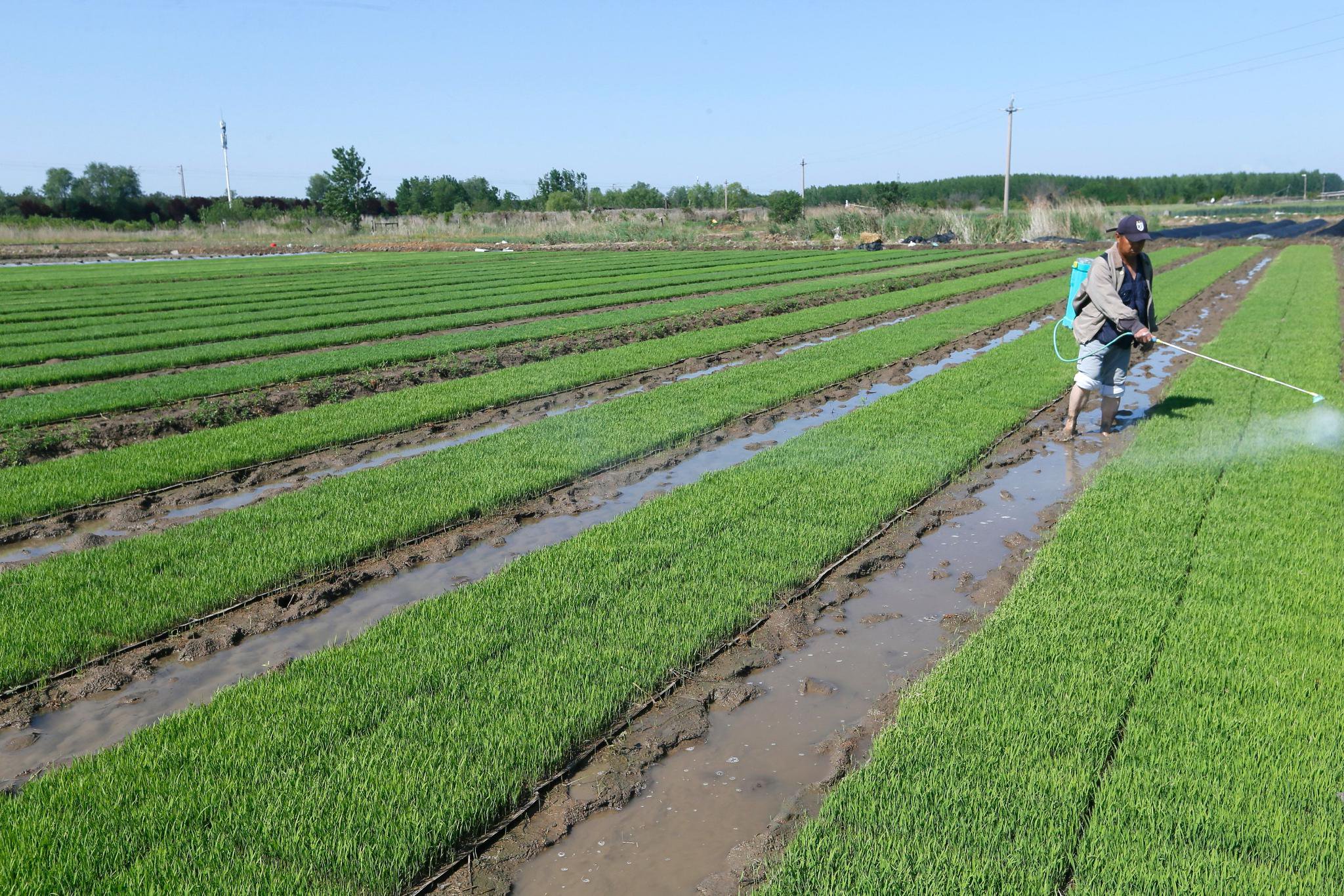 5月15日,青岛市即墨区蓝村街道青香水稻种植专业合作社的农民在育秧