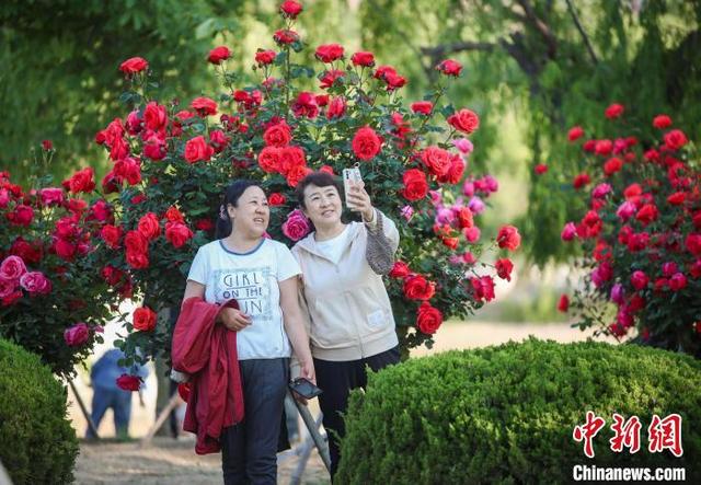 5月15日，民众在莱州中华月季园赏花。徐嘉艺 摄