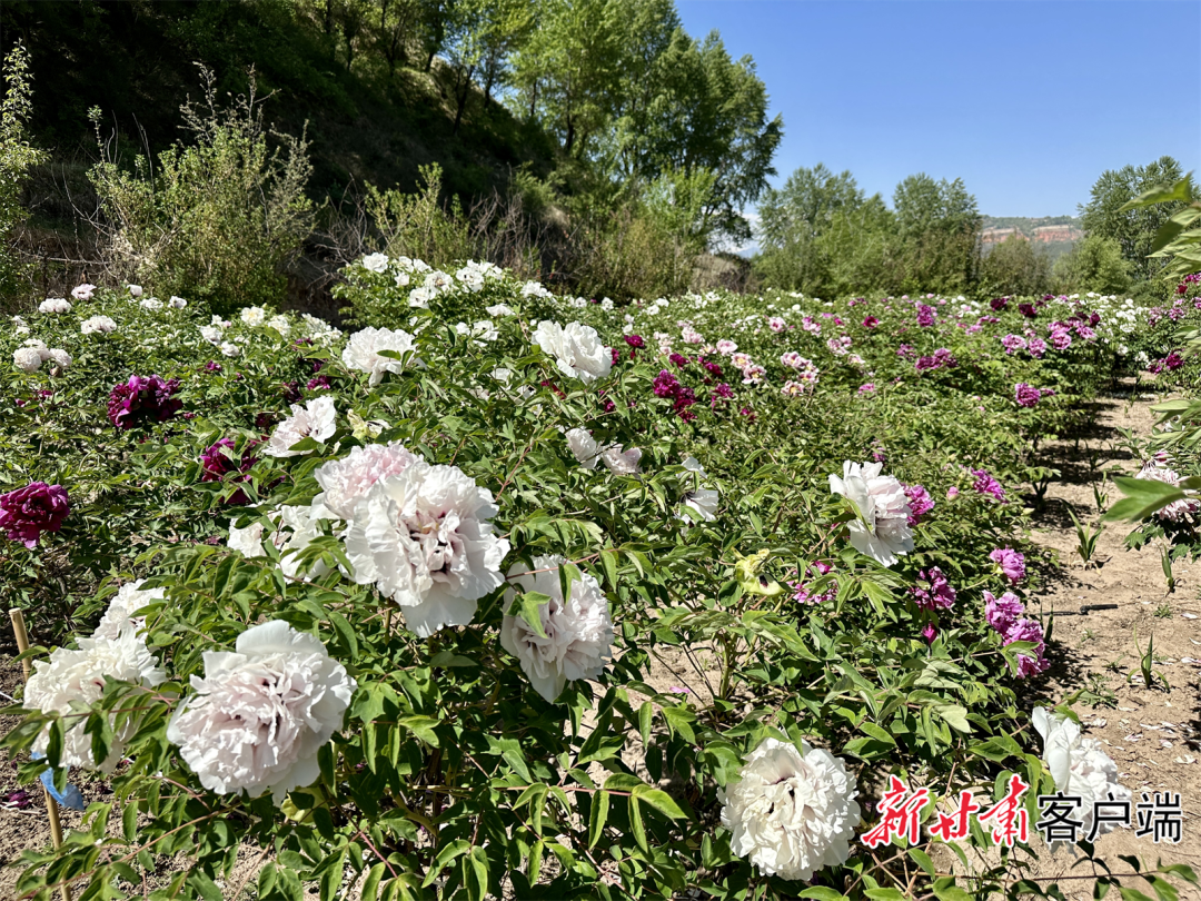 定西市临洮县:牡丹花开惹人醉 国色天香竞芬芳