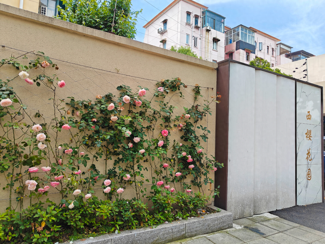 一簇簇葳蕤的花朵,或攀附在篱笆上,或垂挂在墙头,以婀娜多姿的姿态