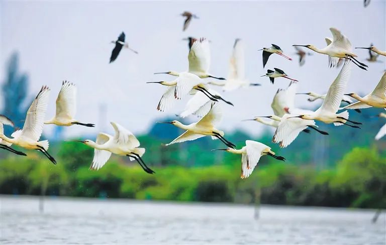 一批黑脸琵鹭来到海南东寨港国家级自然保护区过冬。冯尔辉 摄