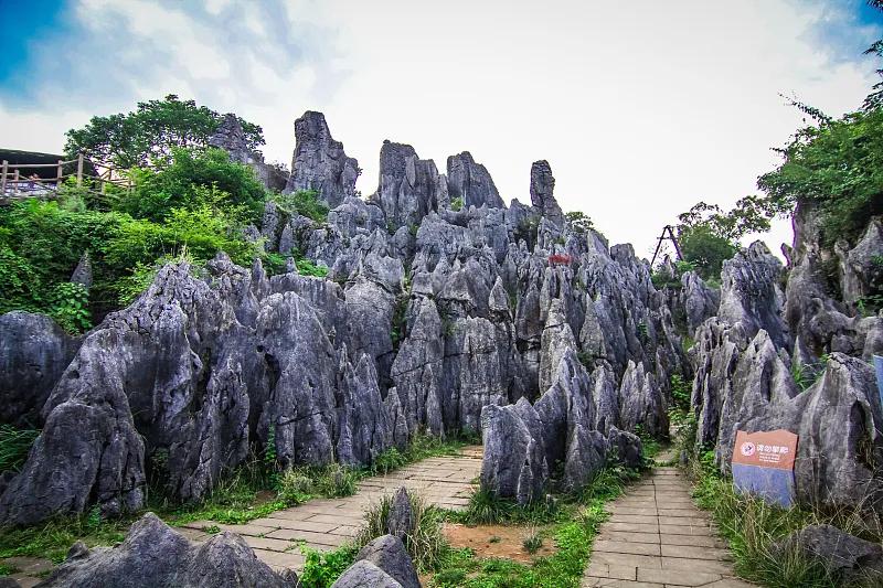 △华蓥山石林，图据视觉中国