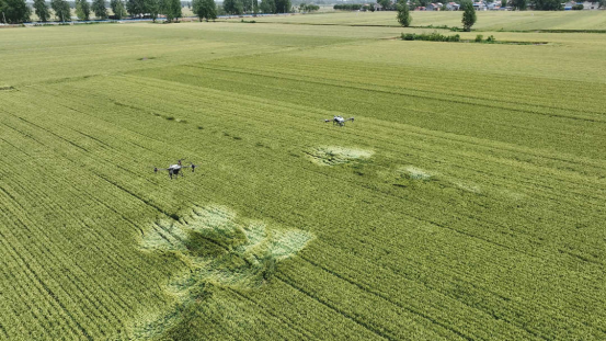 河南项城多举措护航夏粮丰产丰收