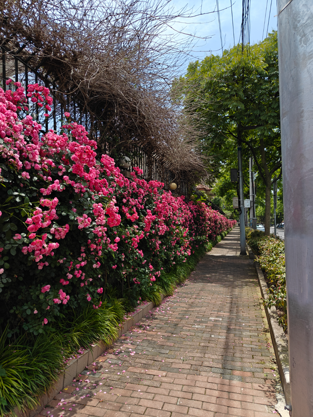 此次花墙盛景中,最长的位于桂江路与钦州南路交叉口,长约300米,无断点