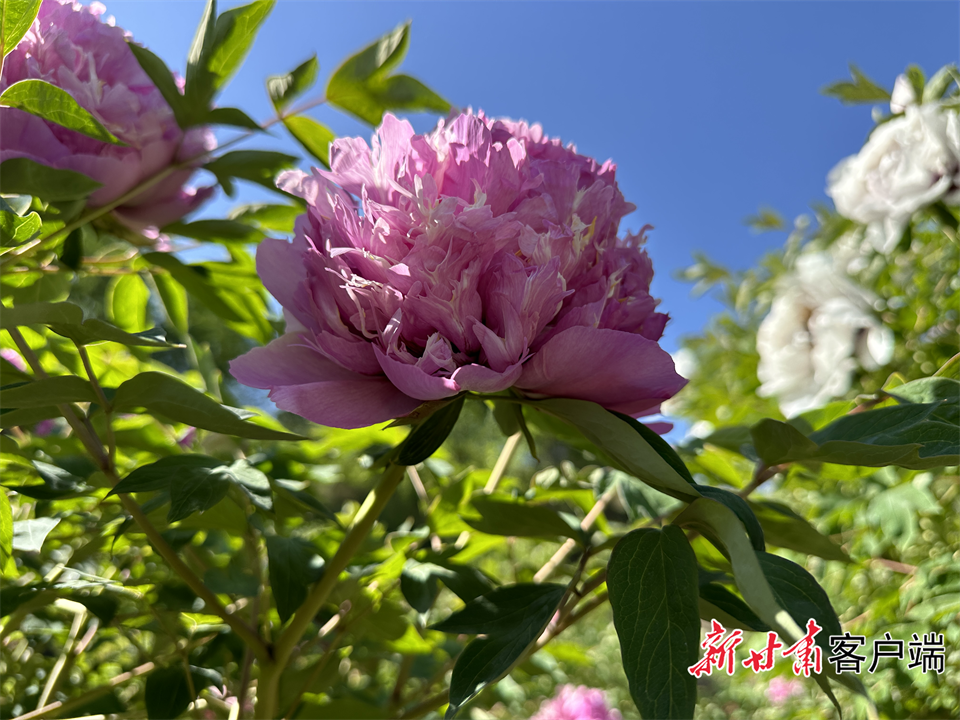 定西市临洮县:牡丹花开惹人醉 国色天香竞芬芳