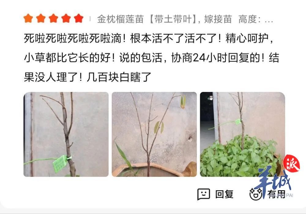 网上卖的榴莲苗真能结果吗?记者调查