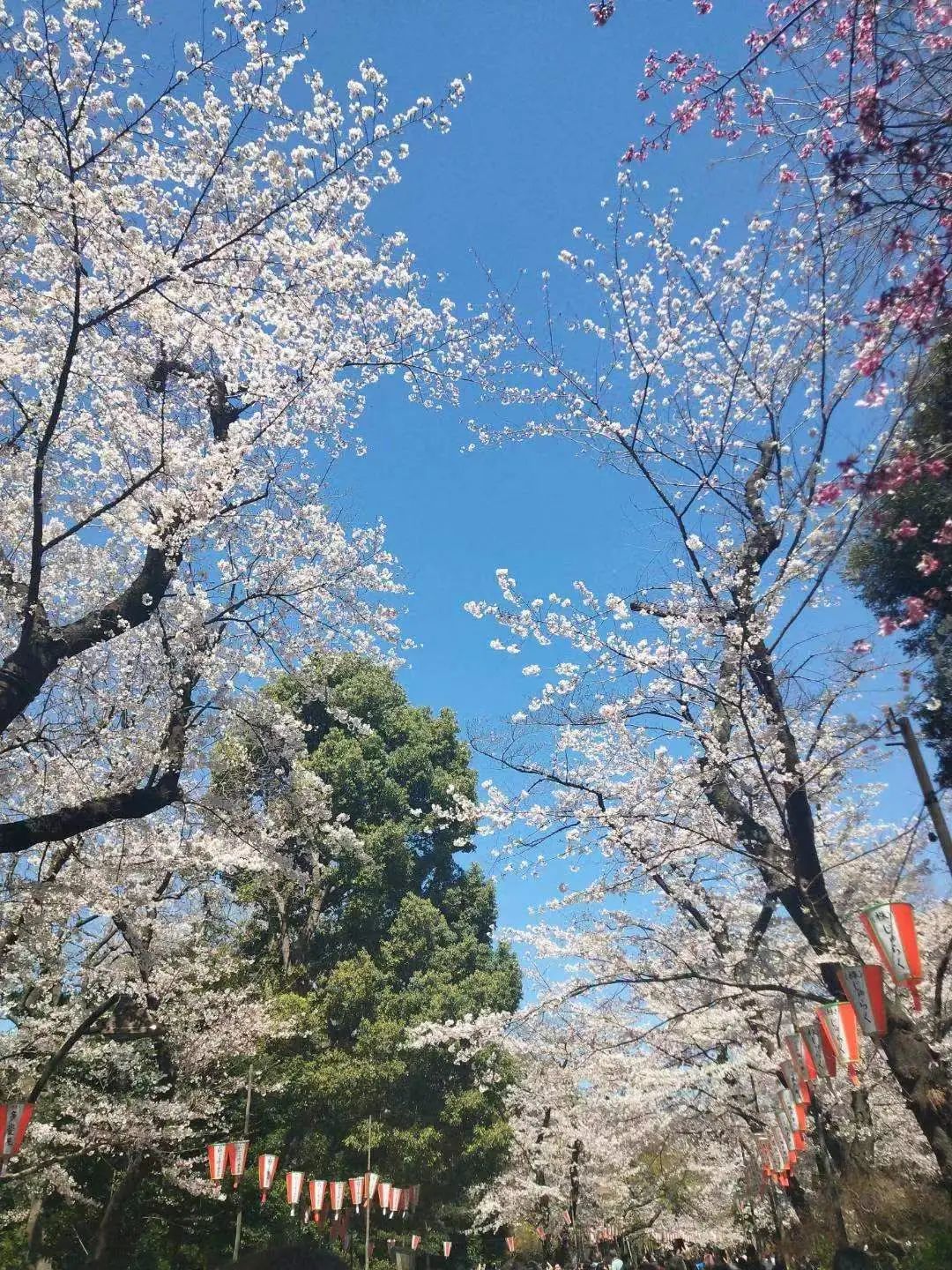 东京上野公园攻略图片