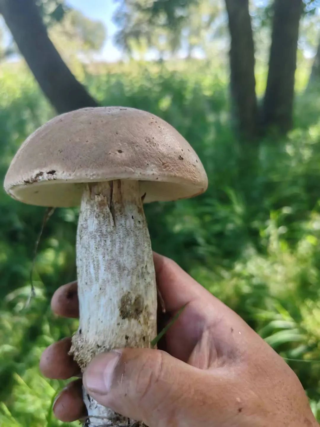 泰华蘑菇馆用的都是阿勒泰当地菌子.(图/受访者供图)