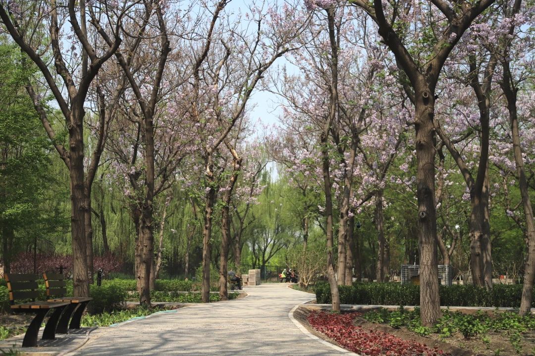 文化和绿化,古迹和生态,在古塔公园碰撞出王四营乡独具魅力的人文气息