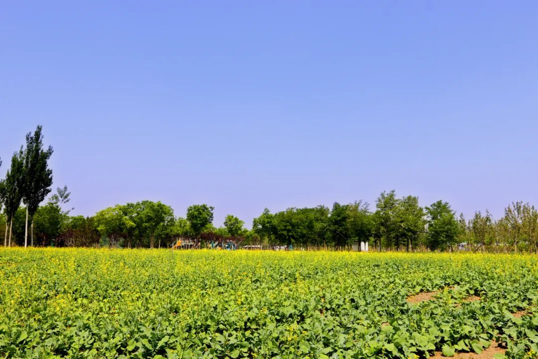 藏不住了!黑桥公园的油菜花开成海了