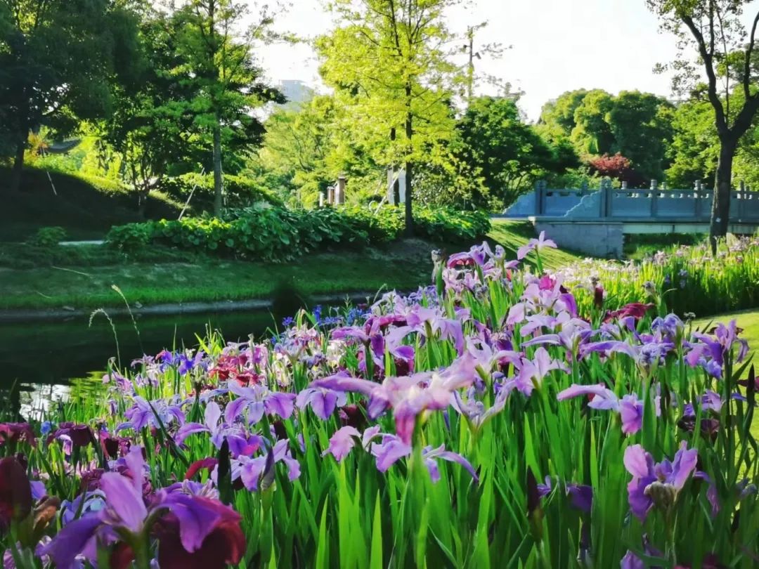 图源@娟还有这些公园里鸢尾花也正盛放哦~滈园(滨江森林公园二期)地址
