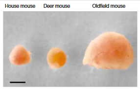 研究人员对家鼠、白足鼠、灰背鹿鼠的遗传学分析。图片来源：《自然》