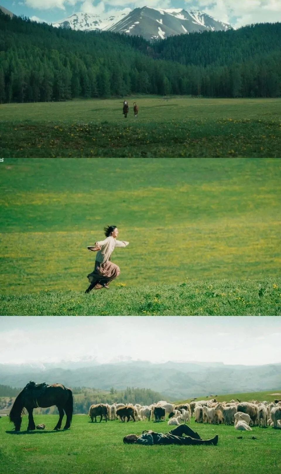 牛羊9691寂静的森林98苍茫的雪山90电视剧《我的阿勒泰》火了