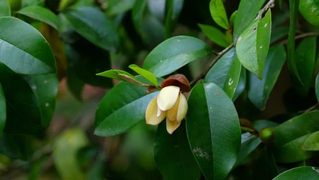 春末夏初,无数雪白的花苞齐放枝头,一树清纯淡雅,芬芳迷人.
