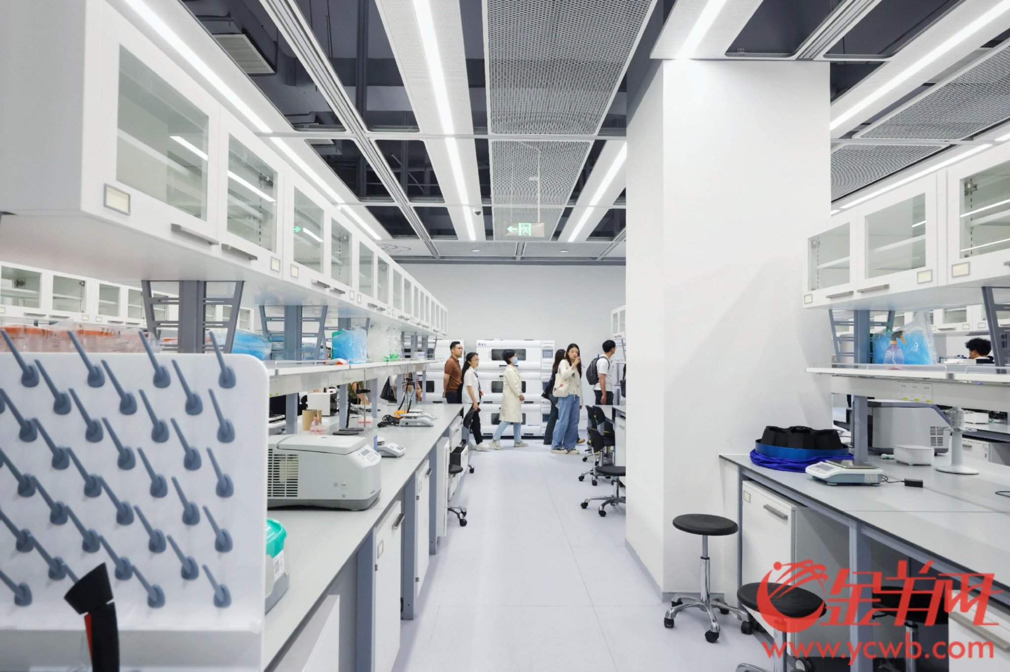 可远程下单，顶级实验室帮你做科研｜高质量发展调研行|深圳市|广东省|羊城晚报|生物|李钢_新浪新闻