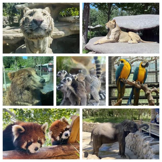 相约动物园,一起"趣"春游!