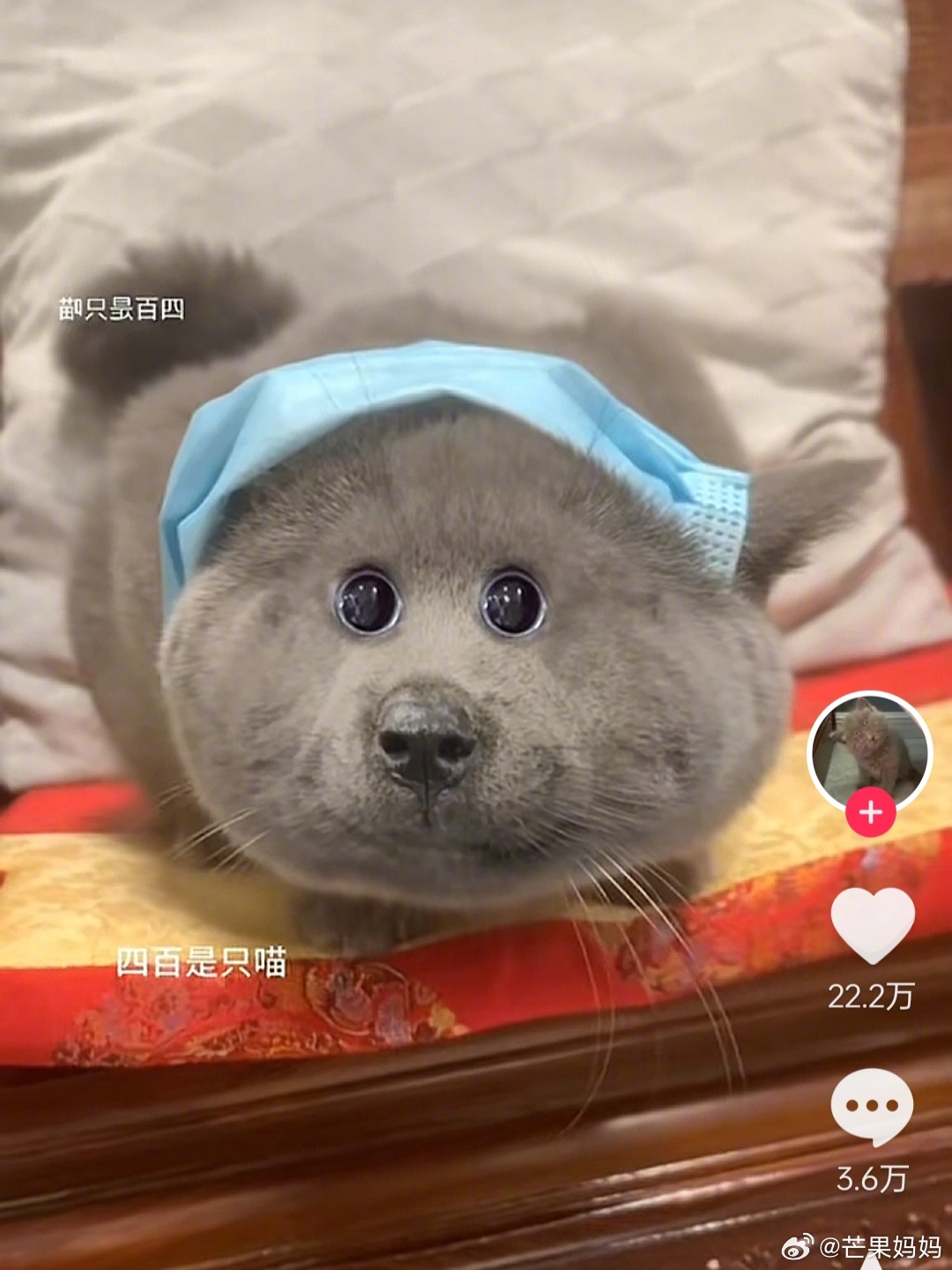 第一次见到不像猫反而最像蕉太狼的猫|猫|狼_新浪新闻