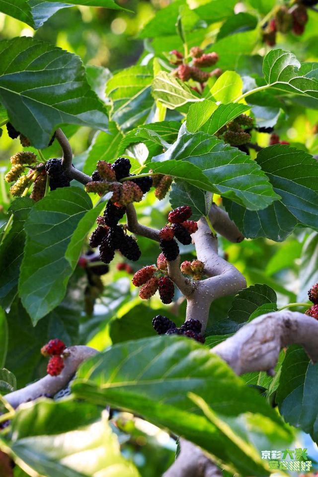 大兴安定桑葚熟了!采摘季可持续一个月
