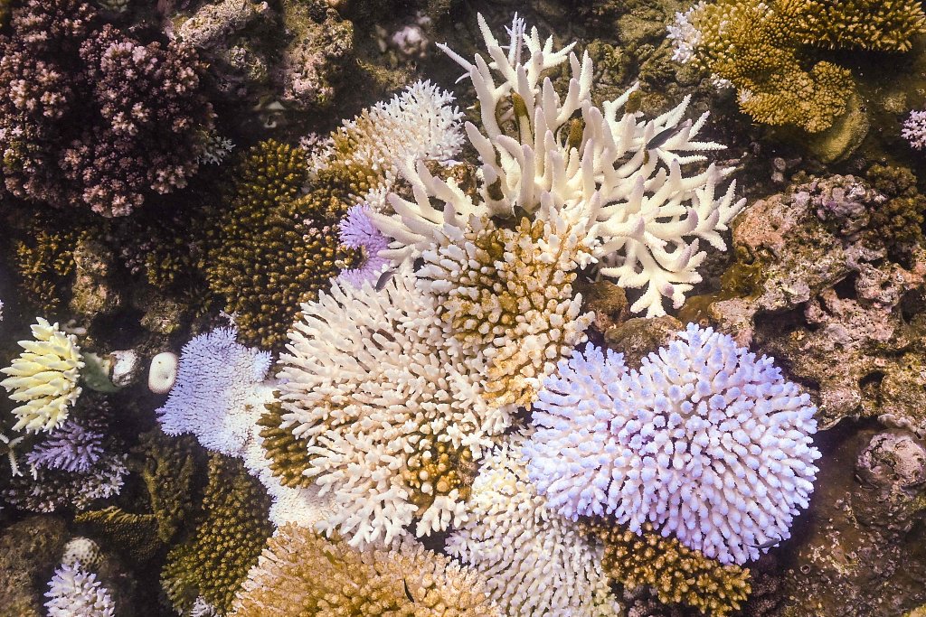 海水长时间异常高温:全球珊瑚礁正在发生第四次白化