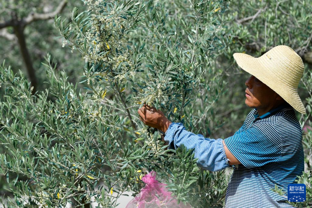 截至2023年,陇南市种植油橄榄10485万亩,年产鲜果5