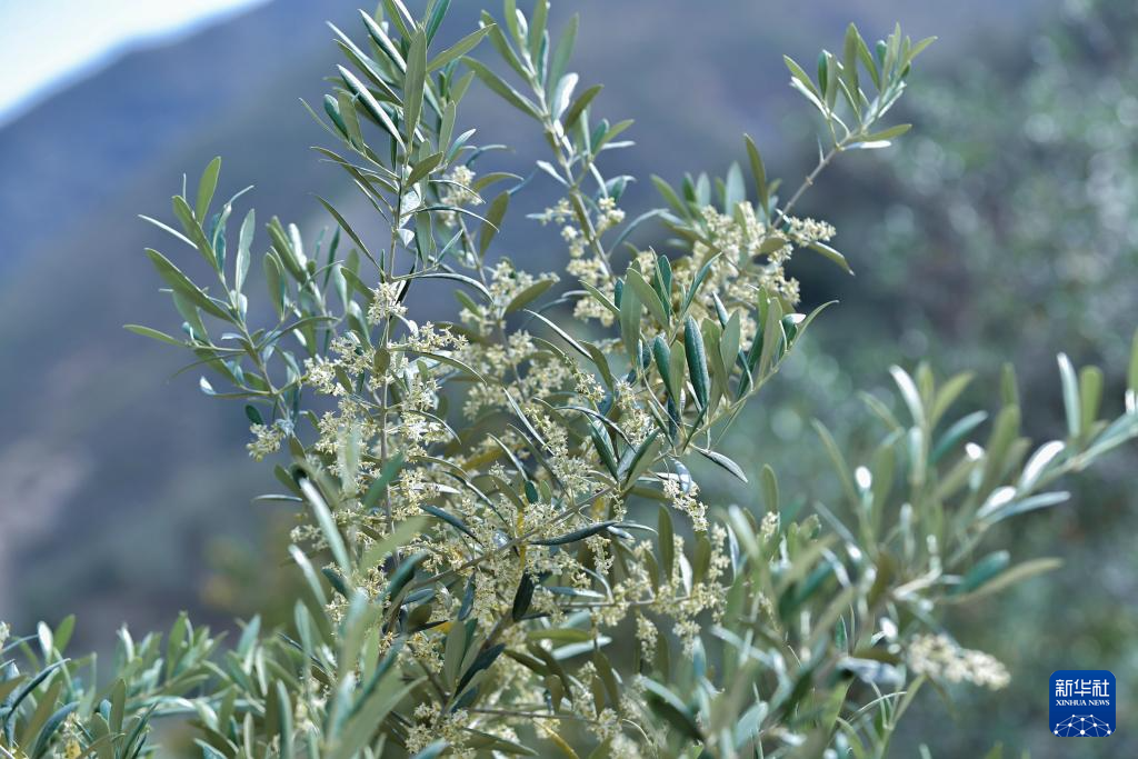 【中央媒体看甘肃】陇南:油橄榄花开