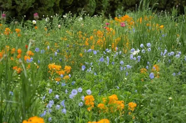 今日小满|梅子金黄杏子肥,麦花雪白菜花稀