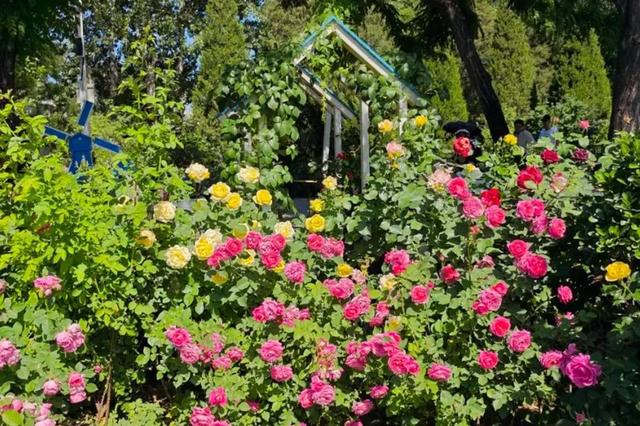 今日小满|梅子金黄杏子肥,麦花雪白菜花稀