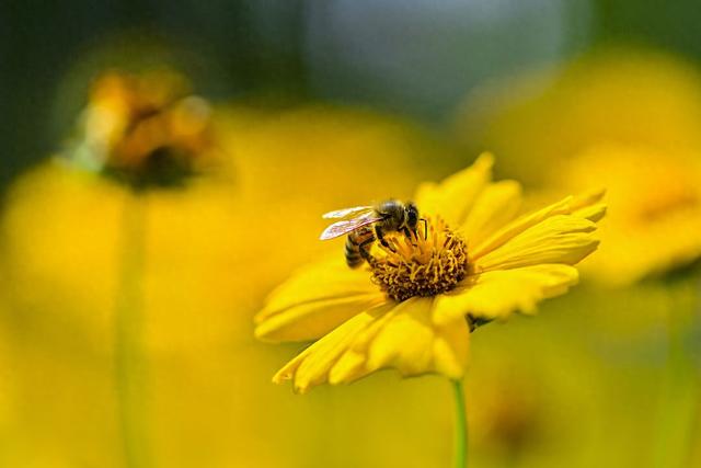 世界蜜蜂日|"蜜"切关注传粉昆虫,普通人也能参与保护环境