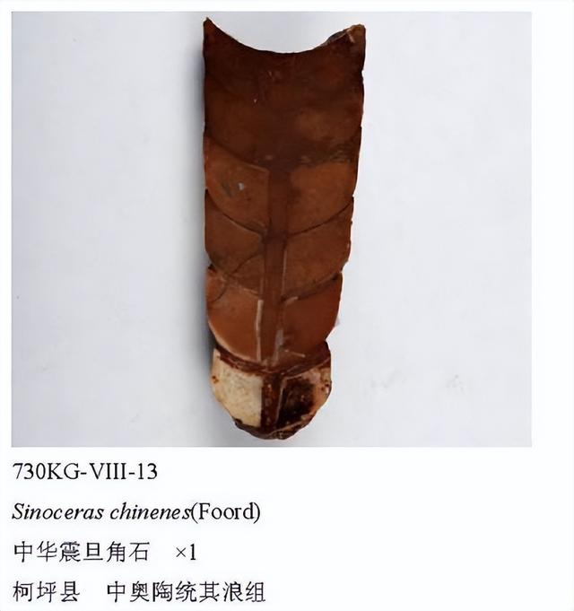 "这是因为全球寒武纪地层中几乎都保存有大量三叶虫化石,其它门类化石