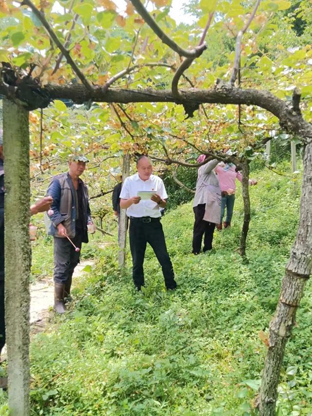息烽县石硐镇:专家当"参谋" 托起甜"猕"致富路