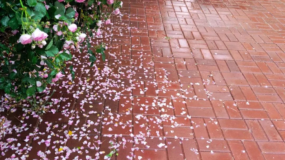 风雨洗礼后,飘落的蔷薇花瓣,也如诗画般美丽.记者 张婉 摄