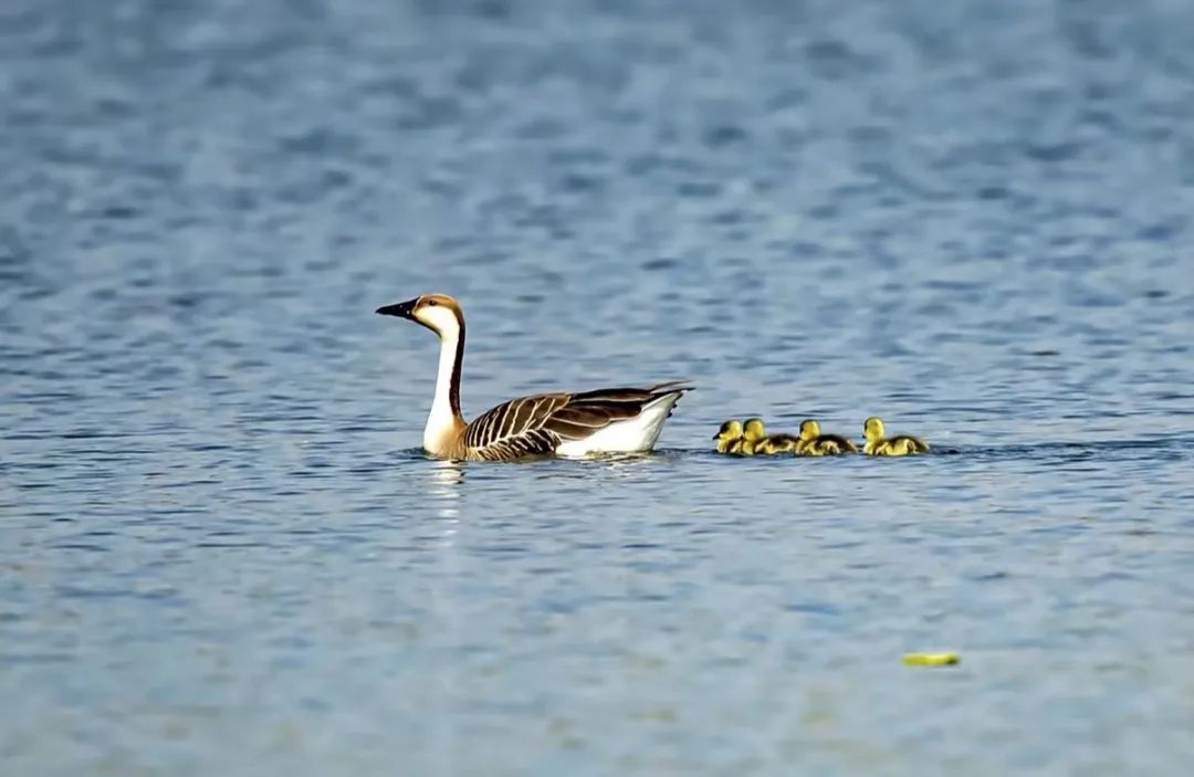 近140种鸟类到访!北京亦庄生态环境获候鸟"青睐"
