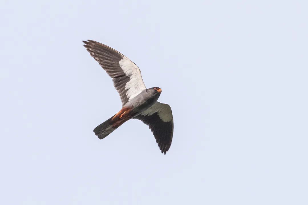 近140种鸟类到访!北京亦庄生态环境获候鸟"青睐"