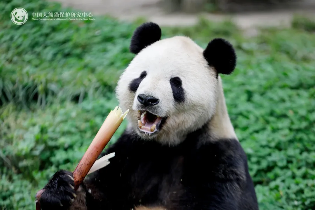 ▲大熊猫“添添”