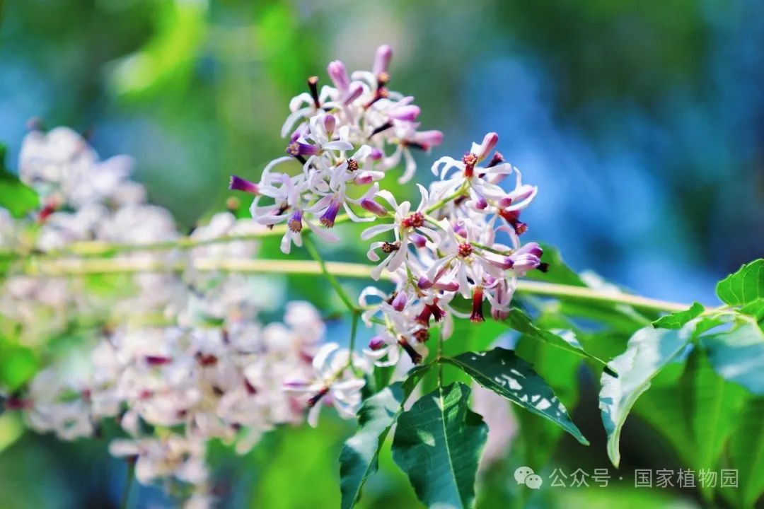 奇数羽状复叶;小叶对生;小叶叶片卵形,椭圆形,或者披针形.