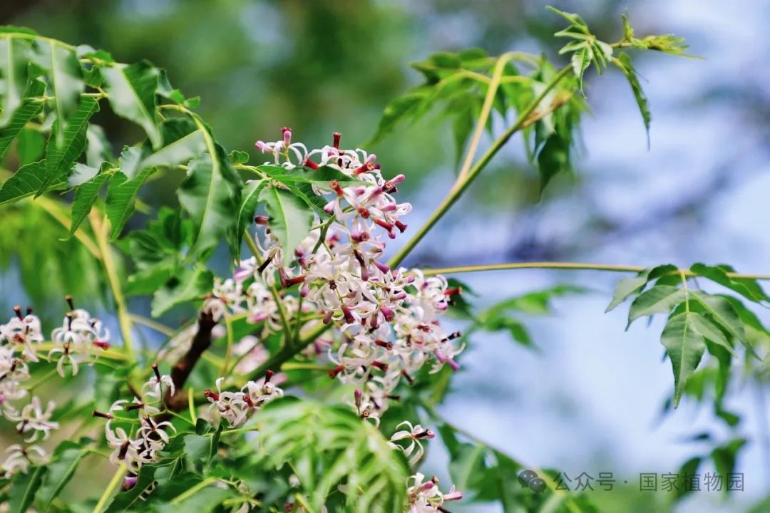 "紫丝晕粉缀藓花,绿罗布叶攒飞霞"这是宋代梅尧臣赞美苦楝树的佳句.